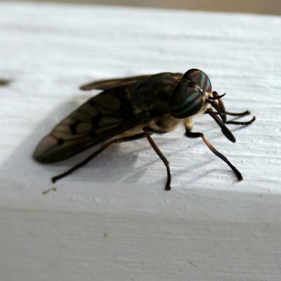 Horsefly