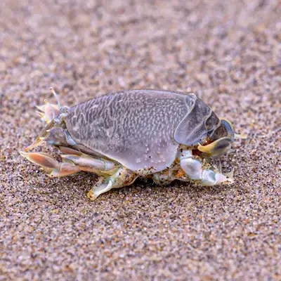 Sand Flea