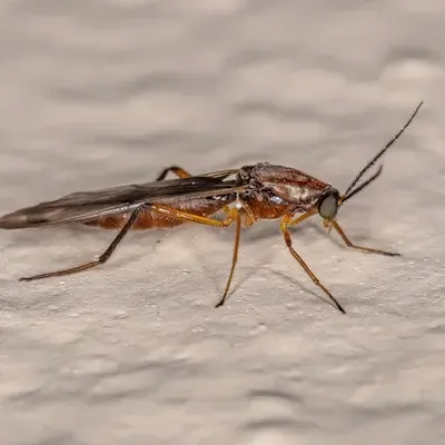 Sandfly