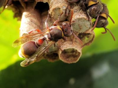 Paper Wasps on Nest