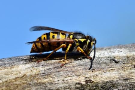 Yellow Jacket