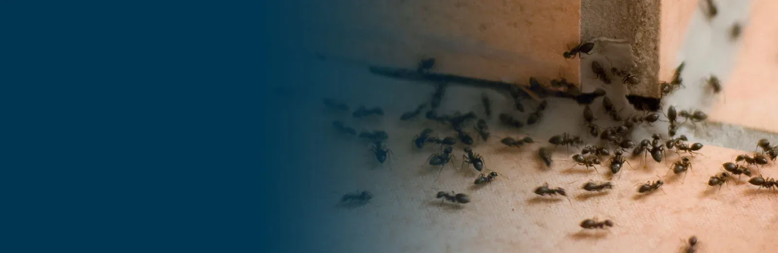 ants on tile floor in a house