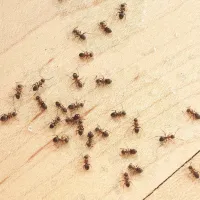 ants on kitchen floor