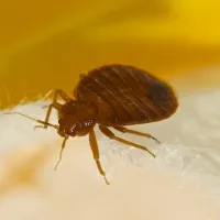 Close up of a bed bug on a person's skin