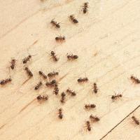 ants on a wooden floor