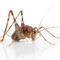 Camel Cricket (aka Cave Cricket)
