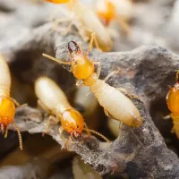 group of termites