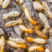 Close up of termites