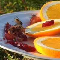 Wasp on Plate with Red Jelly and Oranges