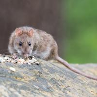 rat on a log