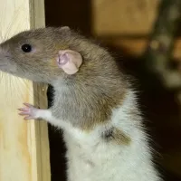 rat in long island sneaking into garage