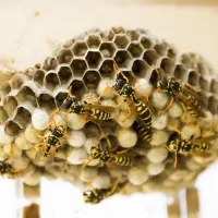 wasps on a nest