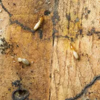 termites climbing on wood