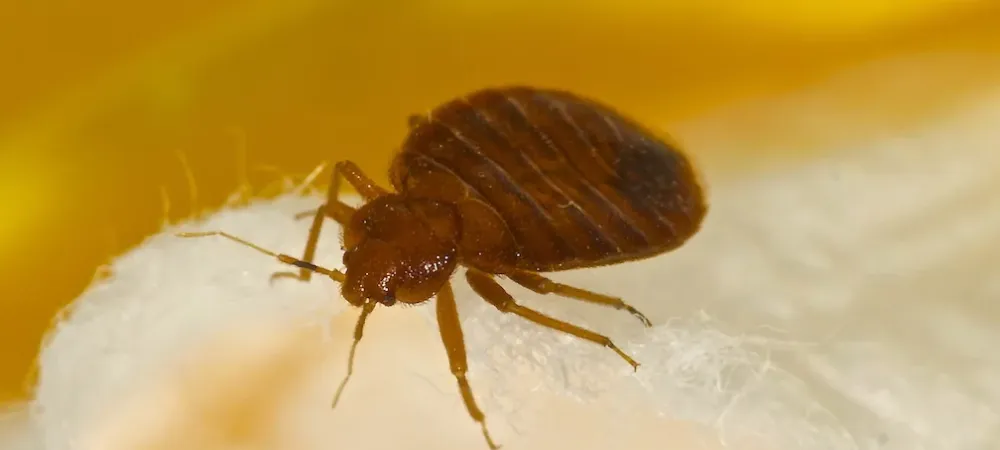 Close up of a bed bug on a person's skin