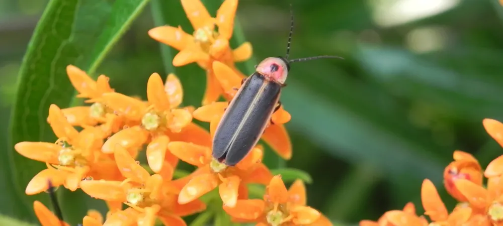 The alluring firefly: nature's lightning bug may hold key to medical  breakthroughs, Insects