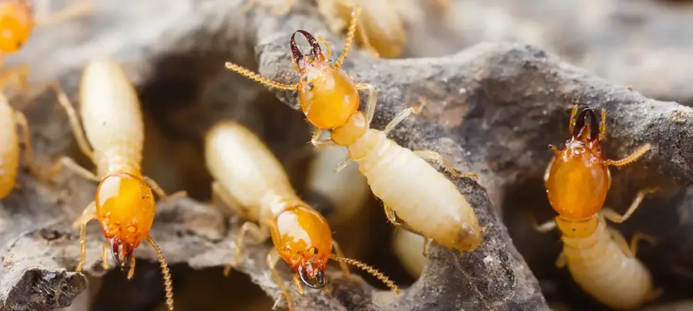 group of termites