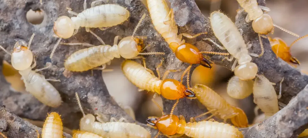 Close up of termites