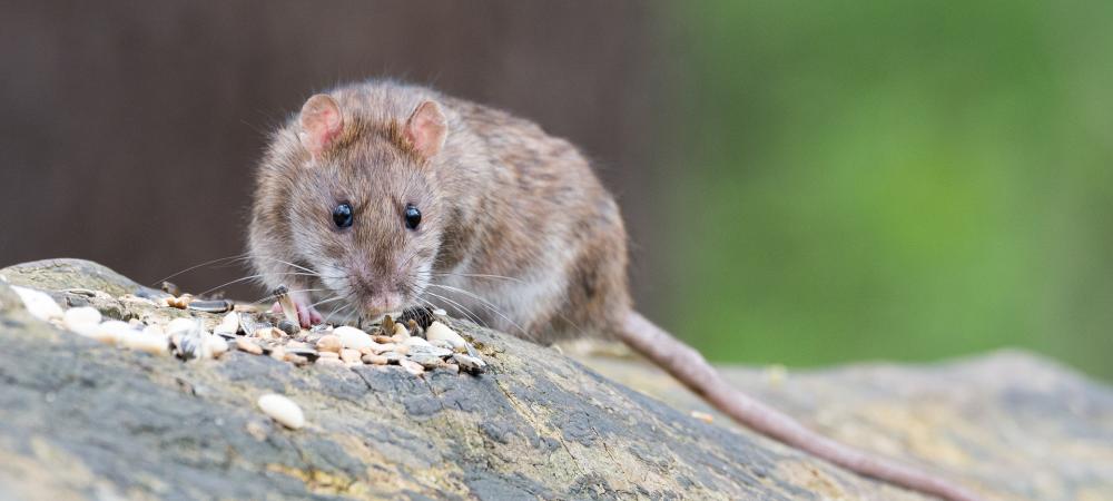rat on a log