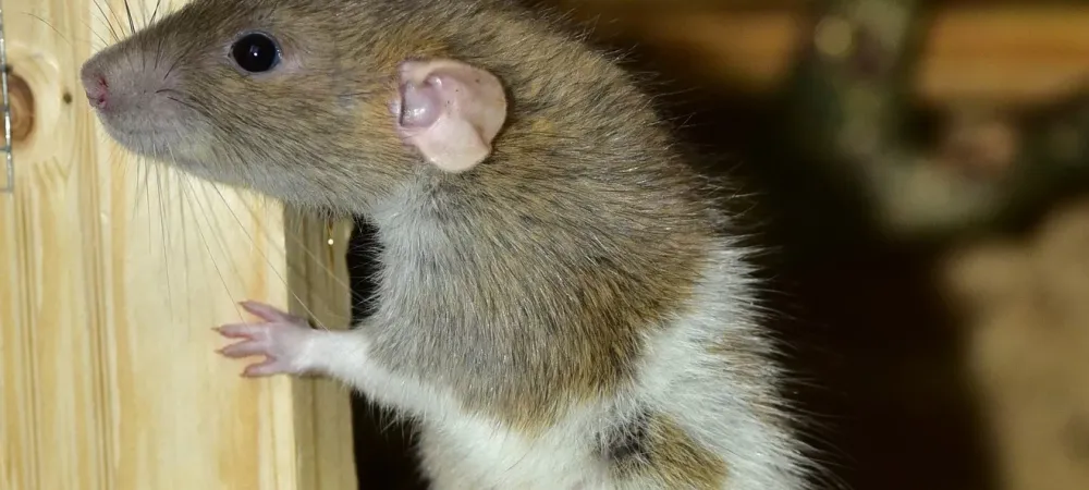 rat in long island sneaking into garage