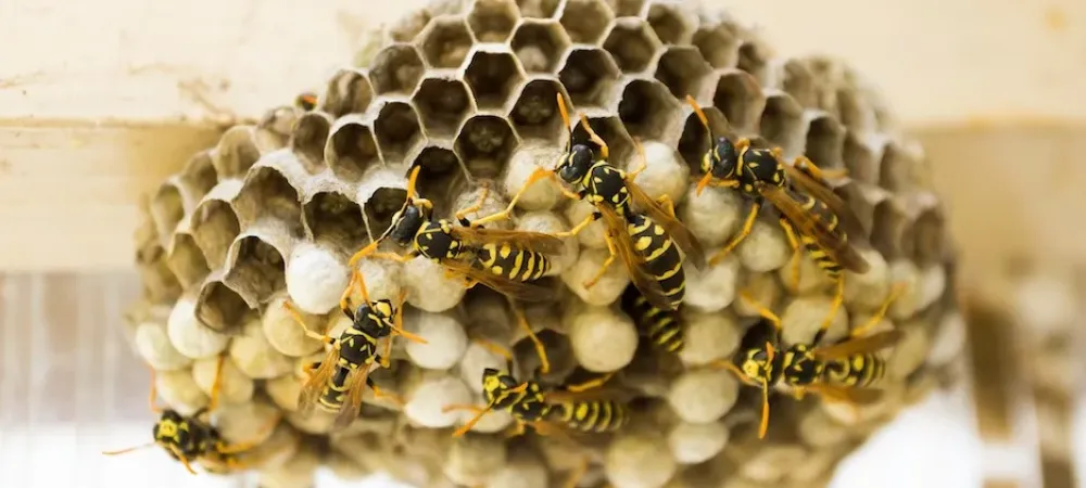 wasps on a nest