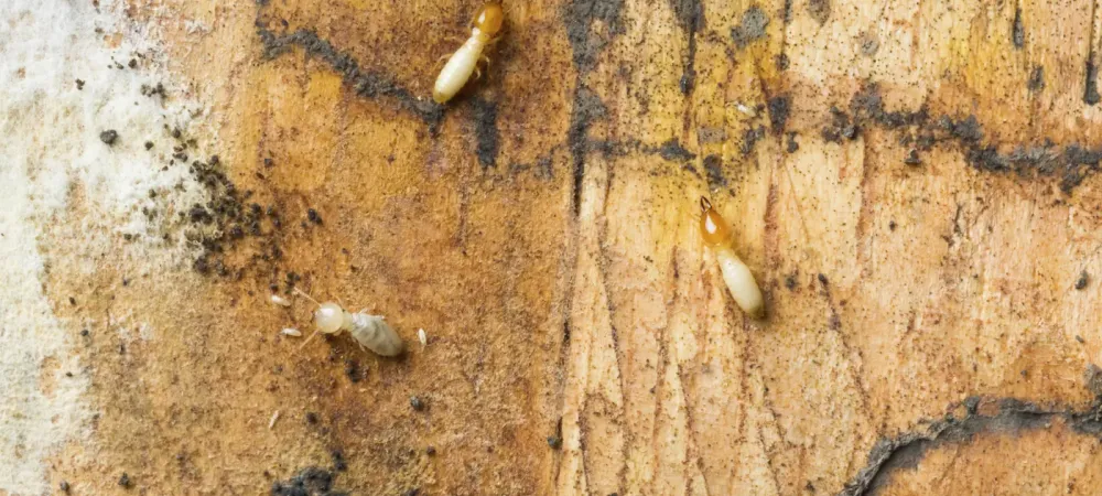 termites climbing on wood