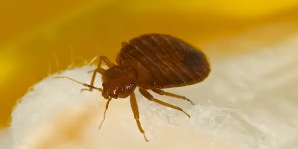 Close up of a bed bug on a person's skin
