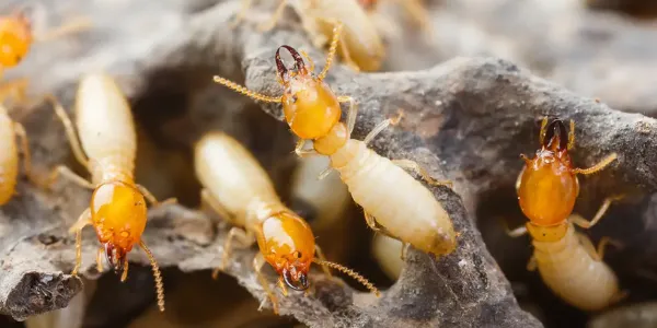 group of termites