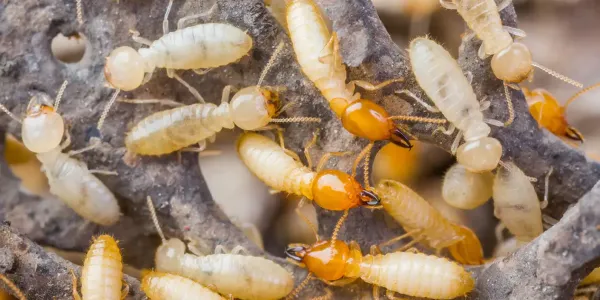 Close up of termites