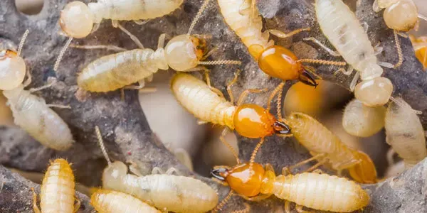 termites
