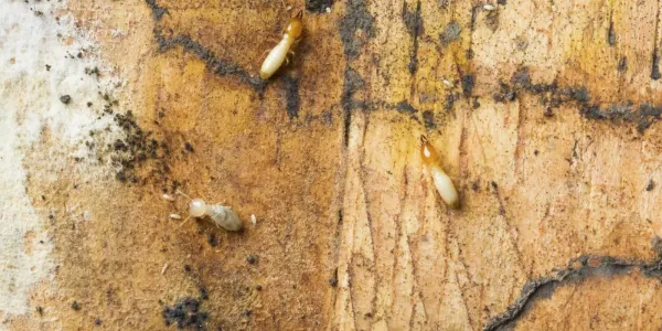 termites climbing on wood