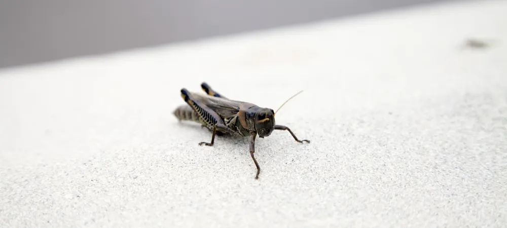 house-cricket house cricket on the ground.